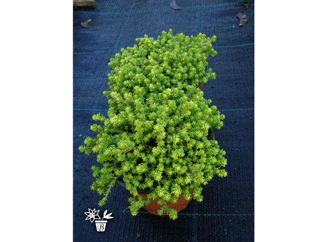 Sedum acre   'Aureum'